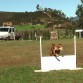 Flicka, entrenamiento Obedience